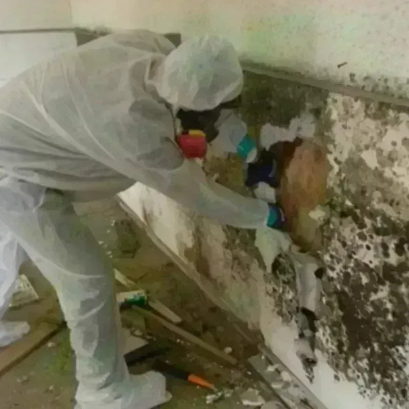 Mold Remediation and Removal in Sabina, OH